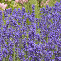 Lavandula intermedia ‘Phenomenal‘