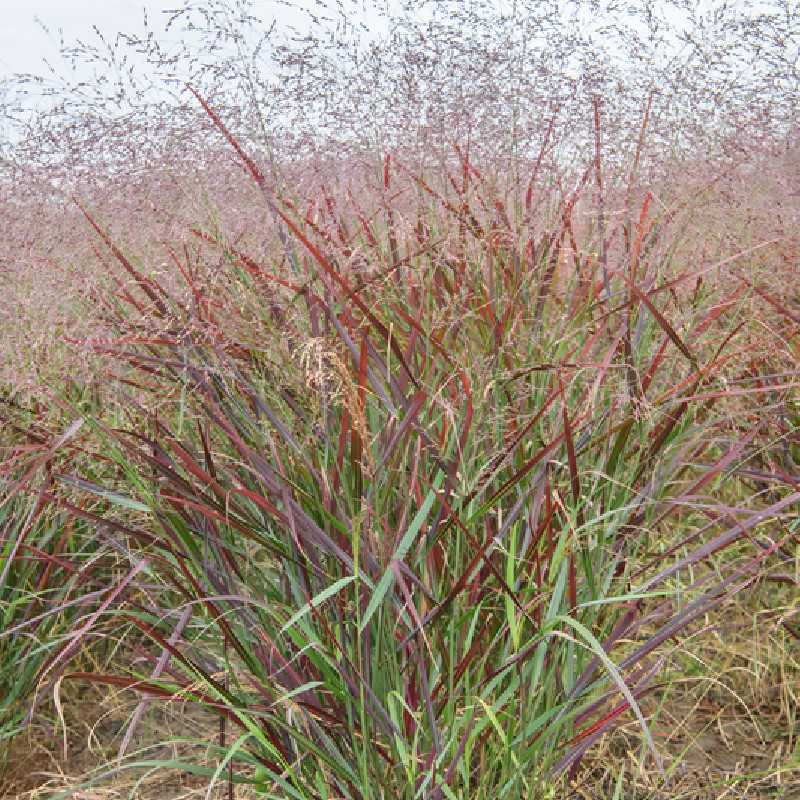 Panicum virgatum ‘Purple Breeze‘