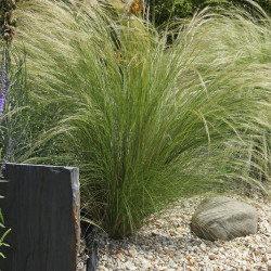 Stipa tenuifolia ‘Pony Tails‘