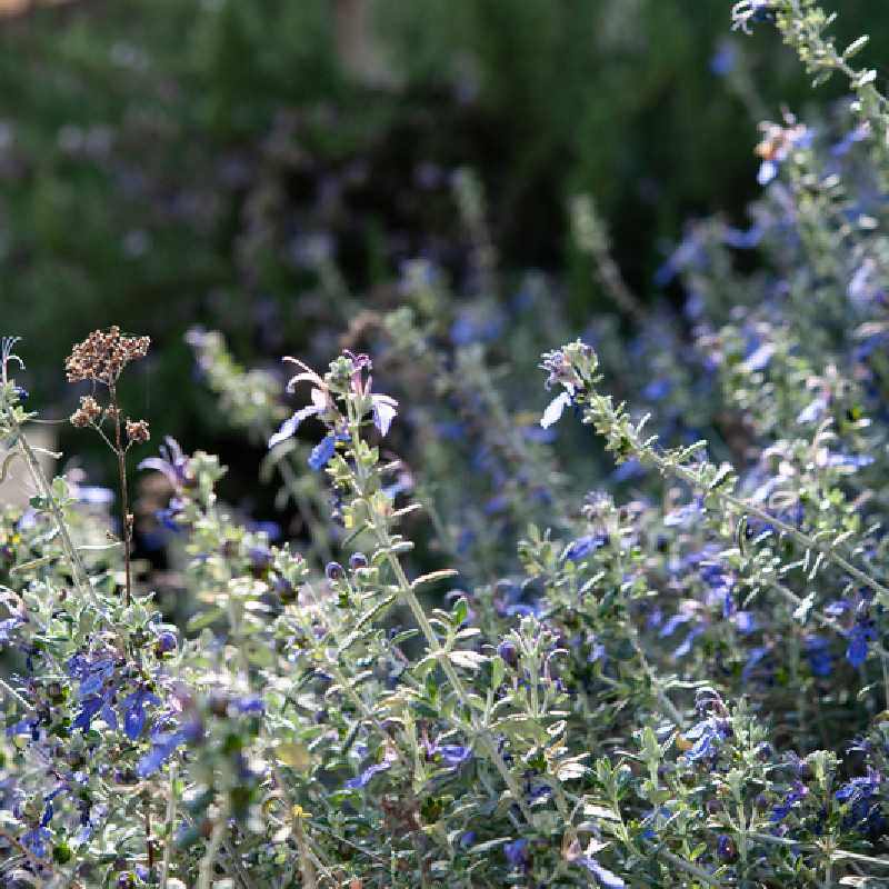 Teucrium fruticans ‘Ouarzazate‘