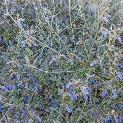 Teucrium fruticans ‘Ouarzazate‘