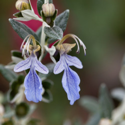 Teucrium fruticans ‘Ouarzazate‘