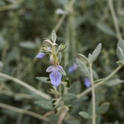 Teucrium fruticans ‘Ouarzazate‘