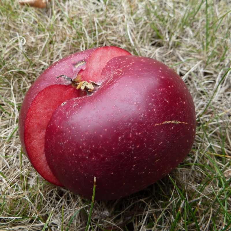 Malus domestica ‘Blush Rosette’