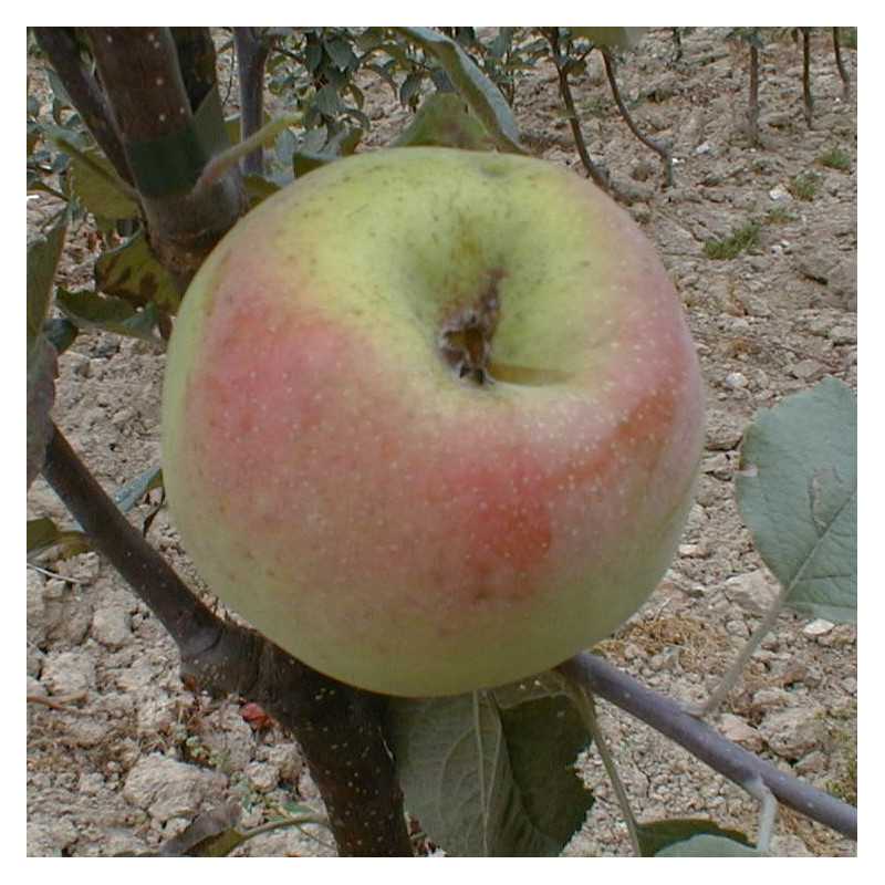 Malus domestica ‘Reinette de Caux’