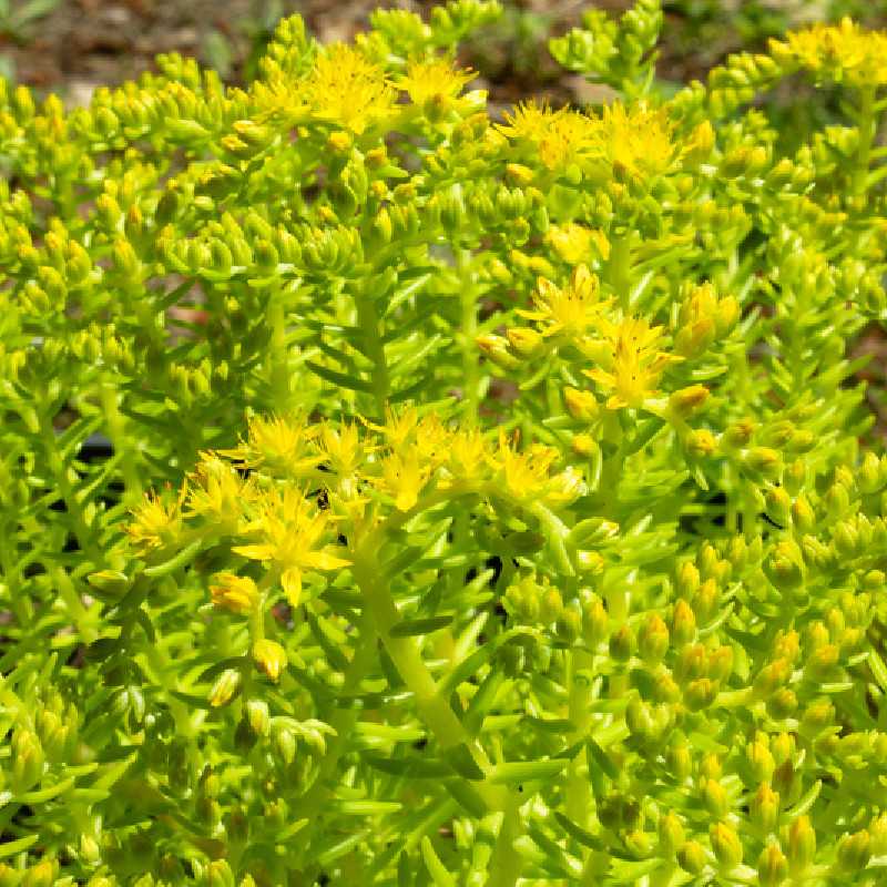 Sedum Lemon ball