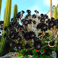 Aeonium arboreum ‘Zwartkop‘