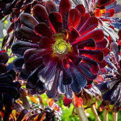 Aeonium arboreum ‘Zwartkop‘