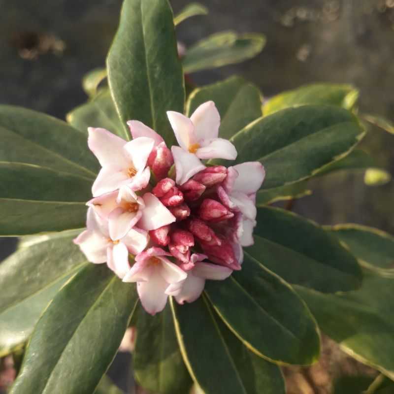 Daphne odora ‘Aureomarginata’