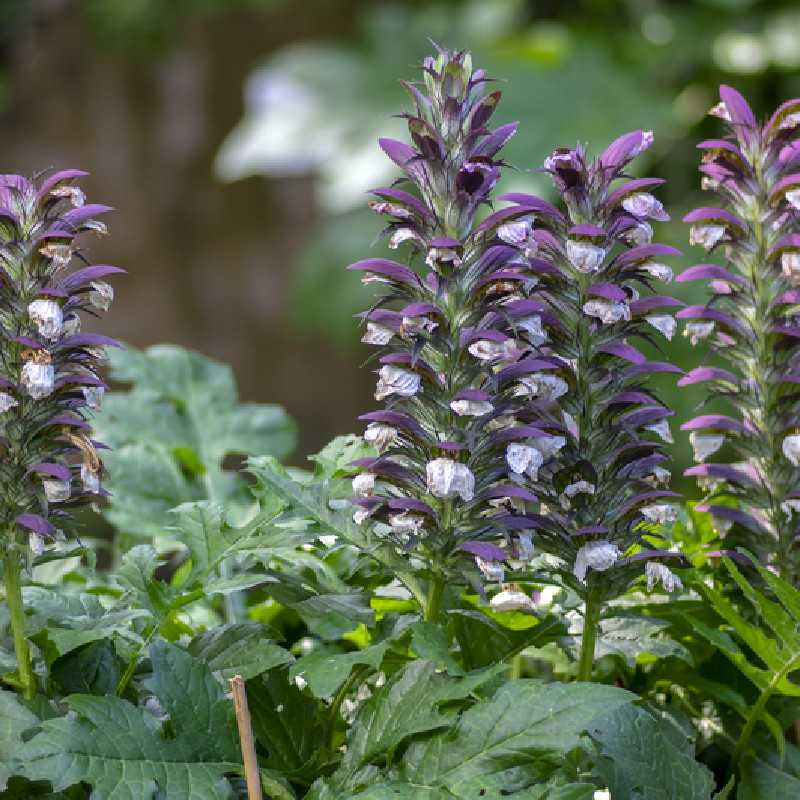 Acanthus mollis