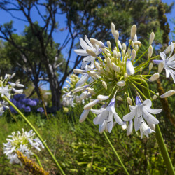 Agapanthus praecox ‘Queen Mum’  - Agapanthe