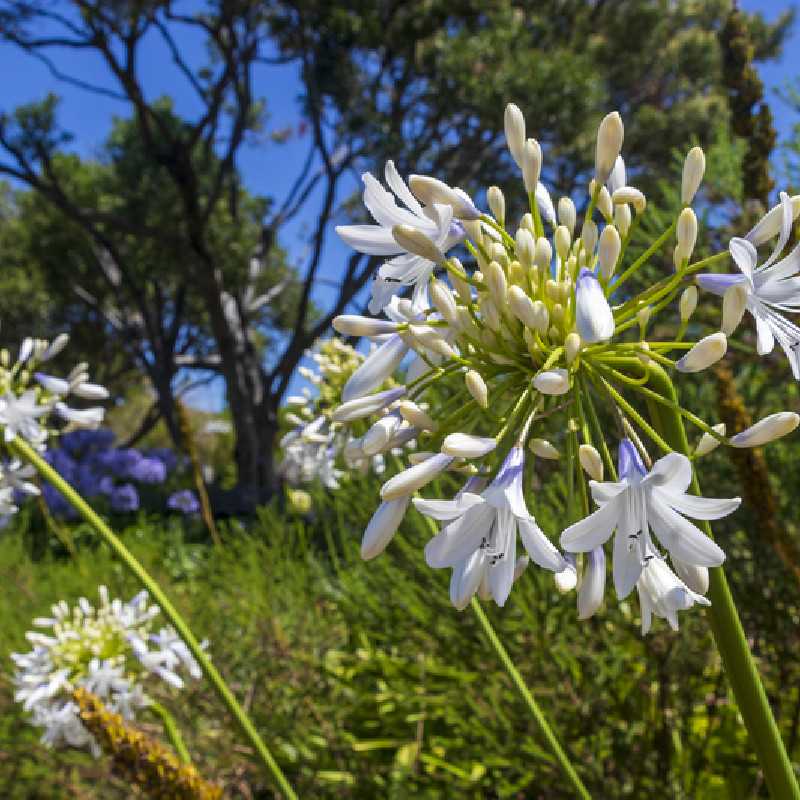 Agapanthus praecox ‘Queen Mum’  - Agapanthe