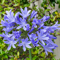 Agapanthus Navy Blue