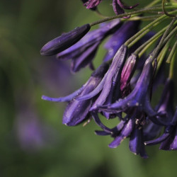 Agapanthus ‘Pitchoune Violet