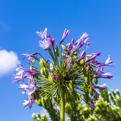 Agapanthus ‘Silver Moon’ - AGAPANTHE