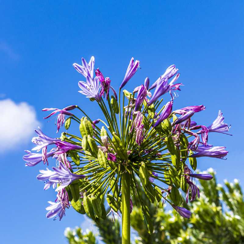 Agapanthus ‘Silver Moon’  - Agapanthe