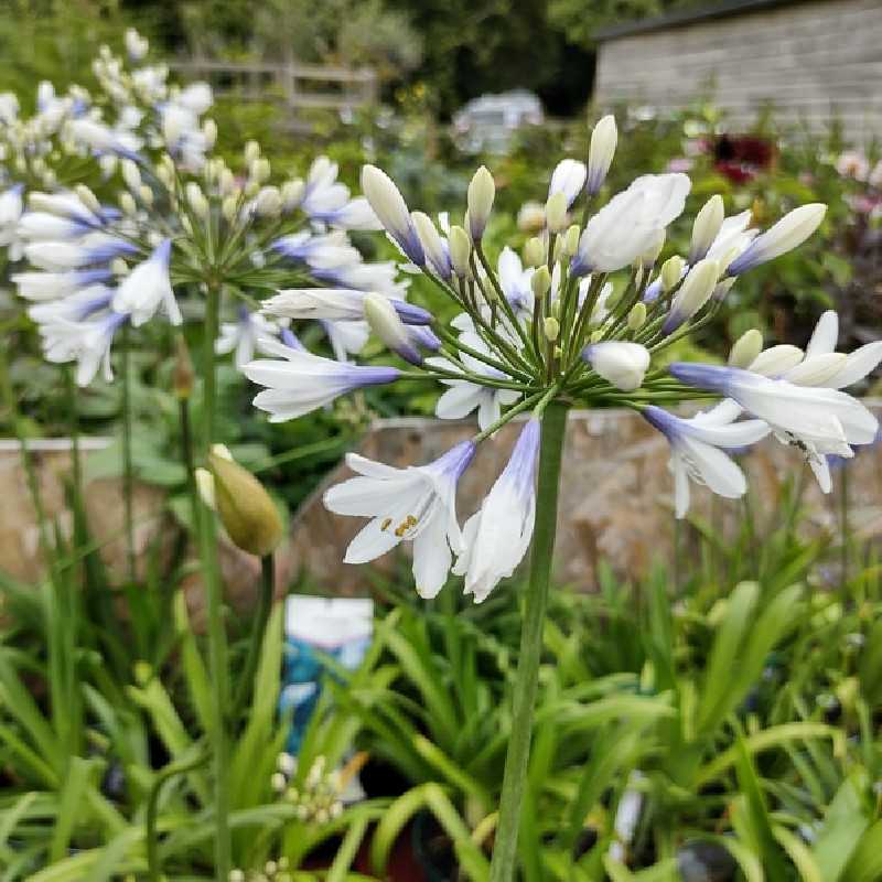 Agapanthus ‘Twister’ - Agapanthe