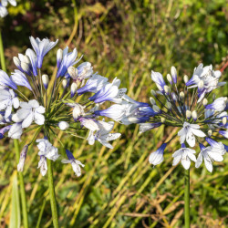 Agapanthus ‘Twister’ - Agapanthe