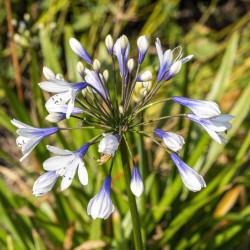 Agapanthus ‘Twister’ - Agapanthe