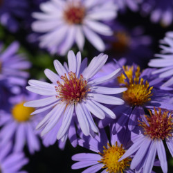 Aster dumosus Professor Anton Kippenberg