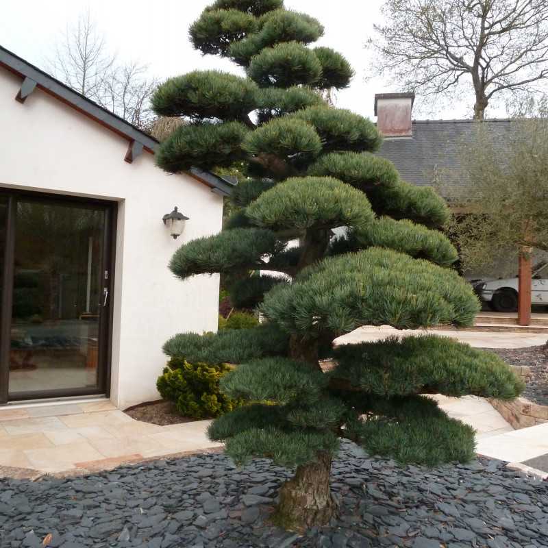 Pinus parviflora var. pentaphylla - Pin du japon