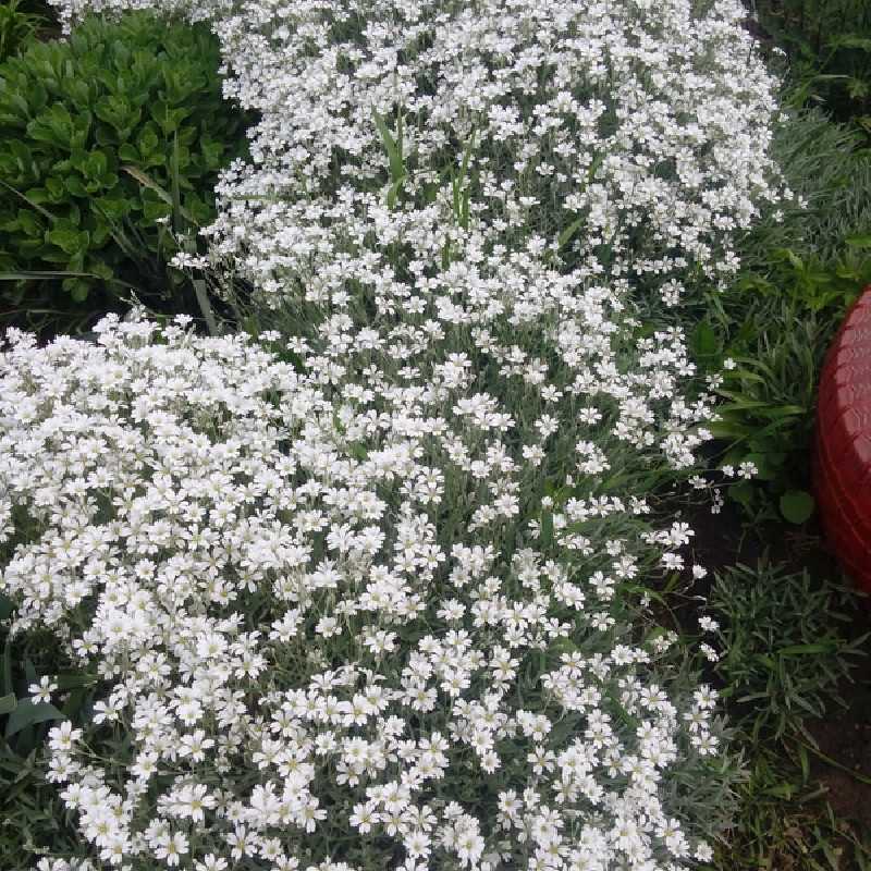 Cerastium tomentosum