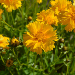 Coreopsis grandiflora 'Double the Sun' - Coréopsis à grandes fleurs doubles