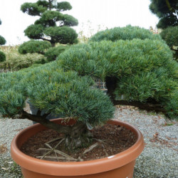 Pinus parviflora var. pentaphylla - Pin du japon