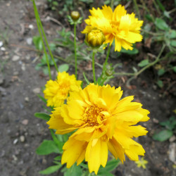 Coreopsis grandiflora 'Double the Sun' - Coréopsis à grandes fleurs doubles