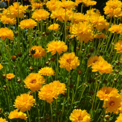 Coreopsis grandiflora 'Double the Sun' - Coréopsis à grandes fleurs doubles