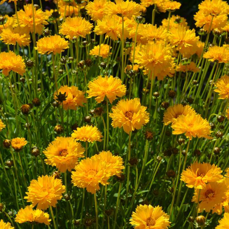 Coreopsis grandiflora 'Double the Sun' - Coréopsis à grandes fleurs doubles