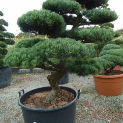 Pinus parviflora var. pentaphylla - Pin du japon