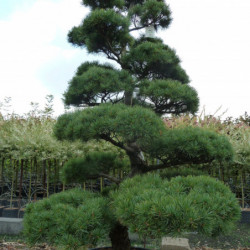 Pinus parviflora var. pentaphylla - Pin du japon