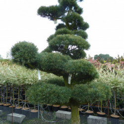 Pinus parviflora var. pentaphylla - Pin du japon