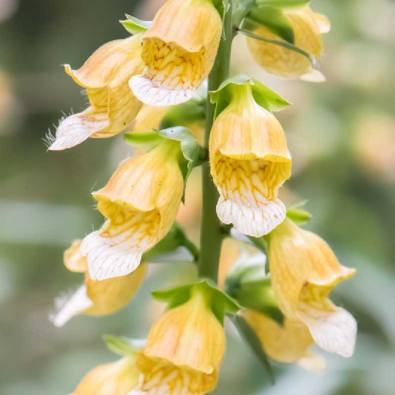 Digitalis ‘Spice Island‘