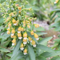 Digitalis ‘Spice Island‘