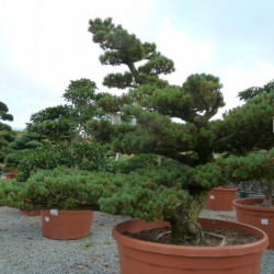 Pinus parviflora var. pentaphylla - Pin du japon