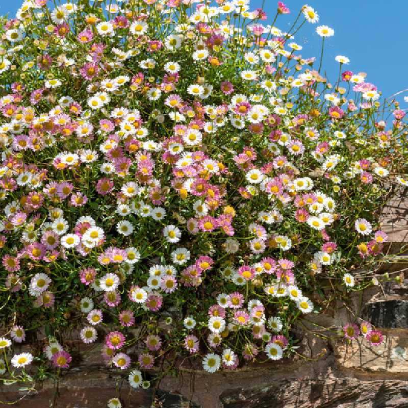 Erigeron karvinskianus