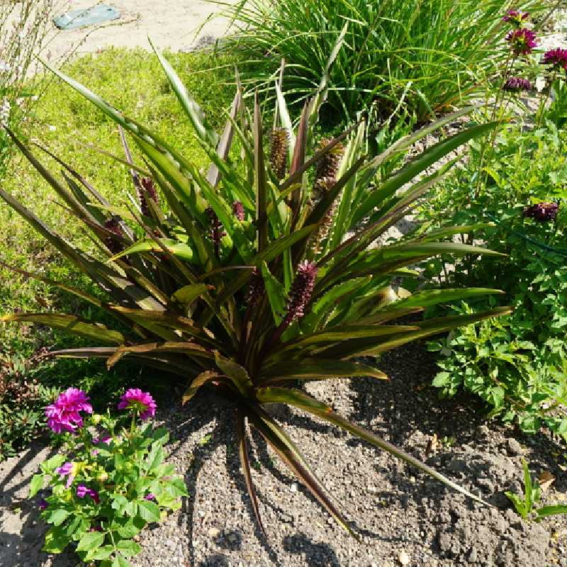 Eucomis comosa ‘Sparkling Burgundy’