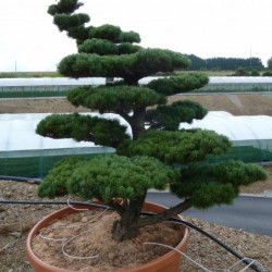 Pinus parviflora var. pentaphylla - Pin du japon