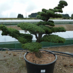 Pinus parviflora var. pentaphylla - Pin du japon