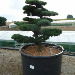 Pinus parviflora var. pentaphylla - Pin du japon