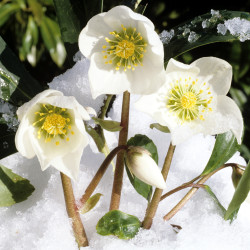 Helleborus niger