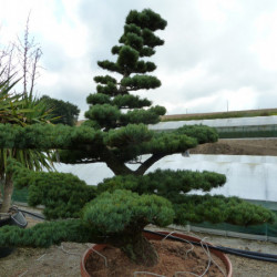 Pinus parviflora var. pentaphylla - Pin du japon