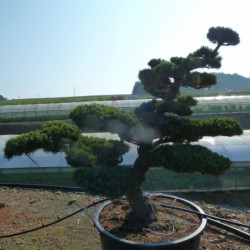 Pinus parviflora var. pentaphylla - Pin du japon