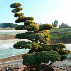 Pinus parviflora var. pentaphylla - Pin du japon