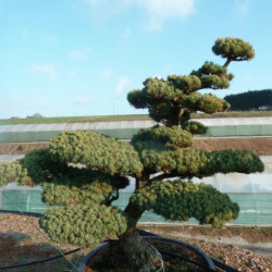 Pinus parviflora var. pentaphylla - Pin du japon