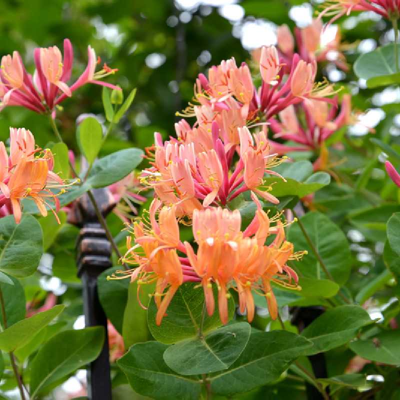 Lonicera heckrottii ‘American Beauty‘