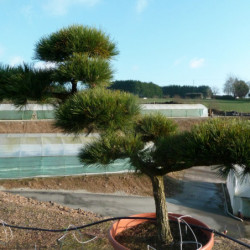 Pinus parviflora var. pentaphylla - Pin du japon