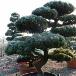 Pinus parviflora var. pentaphylla - Pin du japon